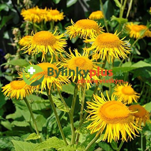 Oman pravý – ( Inula helenium L. )